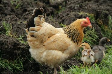 Sussex-høne med sine 2 unger i haven