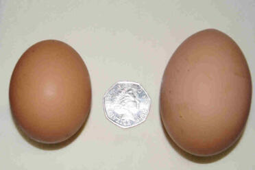 Dobbelt æggeblommer sammenlignet med ægget, som Mavis lagde i går