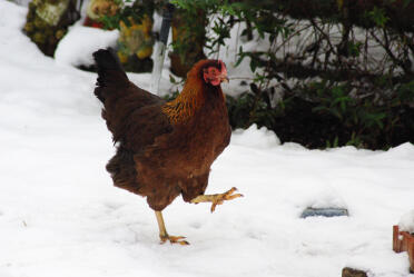 Ethel....partridge welsummer (2007-nuværende) en smuk høne, hun lægger smukke mørkebrune æg, og hun har en meget rolig og venlig natur. jeg vil helt klart anbefale denne race!