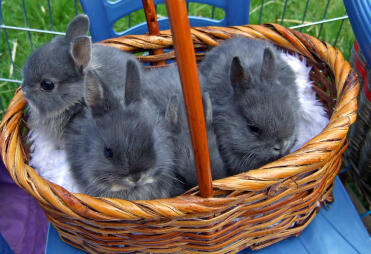 3 søde kaniner i en kurv