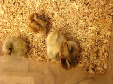 Serama kyllinger 1 uge gamle