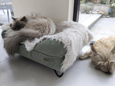 2. kurv er optaget af katten