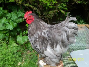 Kylling på toppen af hønsegården