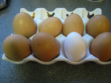 Masser af dejlige æg
