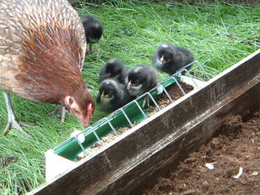 Nyudklækkede Marans bantam-kyllinger med deres OEG-mor (Boeing) i juni 2007