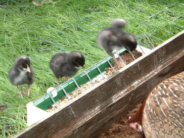 Nyudklækkede Marans bantam-kyllinger med deres OEG-mor (Boeing) i juni 2007