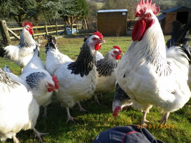 6 kyllinger poserer i haven