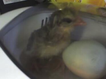 Første kylling, der udklækker inkubatoren! Navngivet Emily By My Niece x