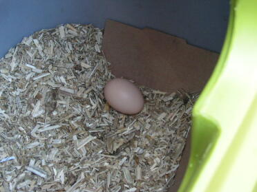 Endnu et billede af Josephines første æg !!!