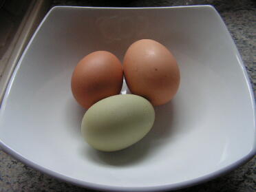 Joesphine er en normal størrelse 53g med sin 76g whopper og det lækkergrønne 49g første æg fra Bonny.