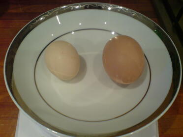 Vores første Bantam-æg.