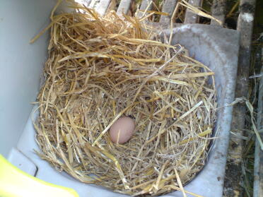 Kloge Peggy har lagt sit første æg!