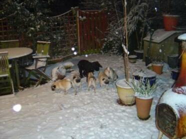 Hunde i sneen 2007