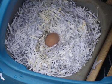 Første æg - Bedste påskeæg nogensinde!
