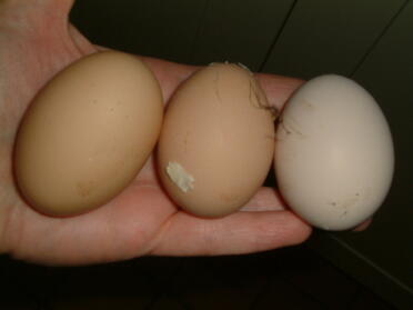Vores første nogensinde 3 æg dag !! 19. januar 2008 - LR Jenny's, Pandoras og Cassandra's æg.