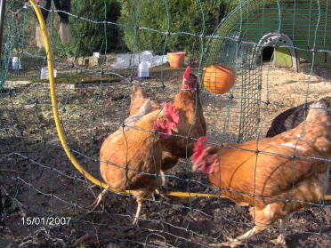 Dixie Chick, Atilla the Hen, Peckadilly & Artmeis Fowl (skjult) (lr)