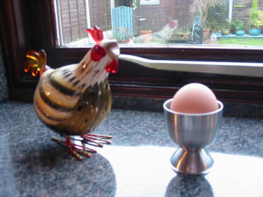 Vores første æg nogensinde, lagt meget klogt af Saffron, vores Warren Brown Hen.