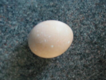 Ambers First Egg, dejlig stor med hvide pletter.