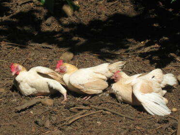 Kyllingerne :)