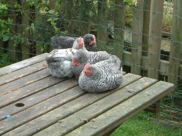 Fire mandlige kyllinger (2 Marans og 2 Marans x RIR) september 2007