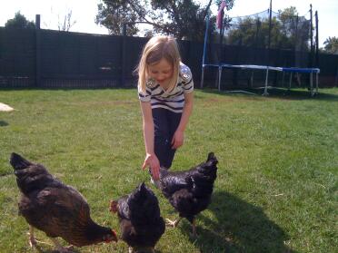 Lucy fodrer hønsene.