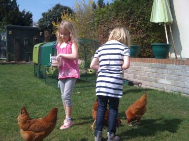 Lucy og holly fodrer hønsene.