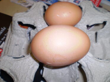 Kæmpe æg! 109 gram !!