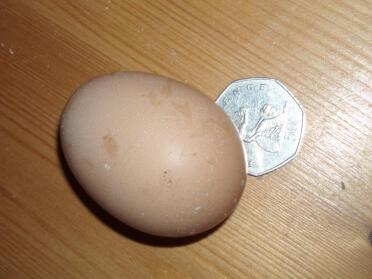Mit første æg 15/3/07, vejede 50 g, hvilket betyder, at det er klassificeret som lille, jeg tror det er fra Marjorie