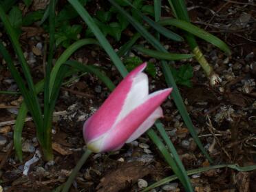 'Lady Jane' tulipaner dukker op over haven, de åbner lige op i sollyset og ligner liljer!