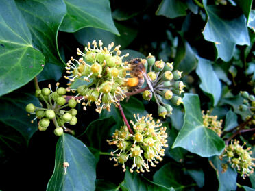 Winter Pollen kollektion fra Ivy