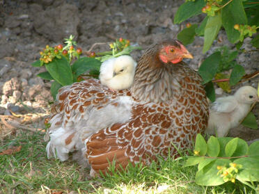 Blå snørehøne med deres kyllinger siddende ned