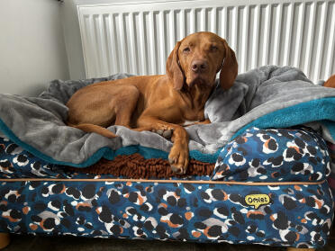 Ginger i camouflage matcher min ginger ninja 