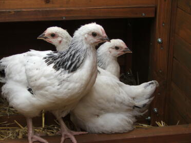 3 kyllinger i buret