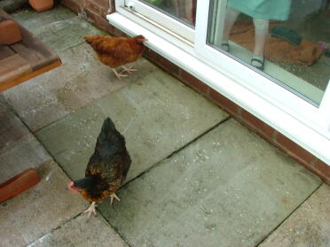 Kyllinger hjælper med at rengøre terrassen