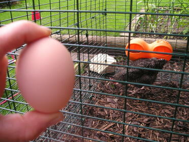 Første æg !! Tre timer efter de ankom! Smart Lulu !!