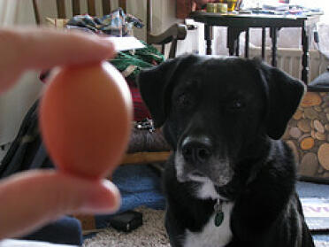 Hund hypnotiseret af lille æg.