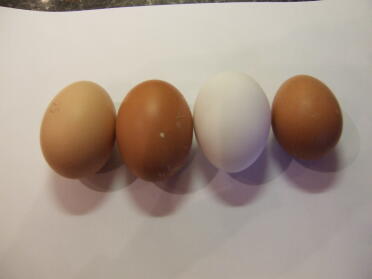 Den første 4 æg dag