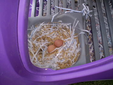 Første æg
