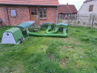 Marsvin sommerkvarter til 4 dyr, flyttes regelmæssigt