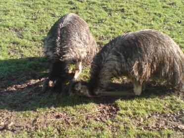 Emus fodring