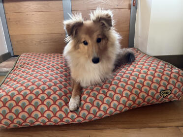 Finn (6 måneder) siger 'tak' for sin pudeseng - han elsker den 👍.