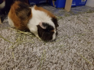 Marguerit