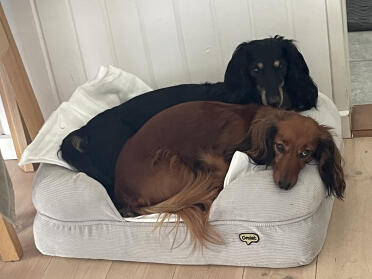 Vores 2 gravhunde i den lille hundeseng med memoryskum. De har også en medium hundeseng i memoryskum, den købte vi, da der var kamp om at ligge i den lille :-)