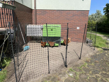 Indhegning til høns Omlet