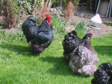 Orpington-høns på græs