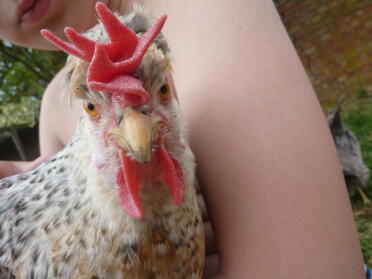Kylling kigger ind i kameraet, mens hun bliver holdt af et barn