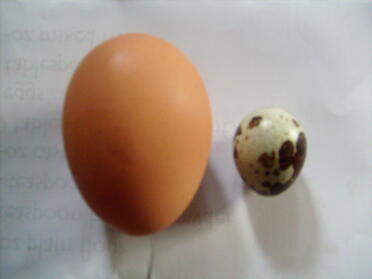 1 stort hønseæg ved siden af et lille æg