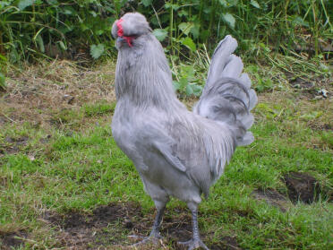 Aracauna-kylling poserer i haven
