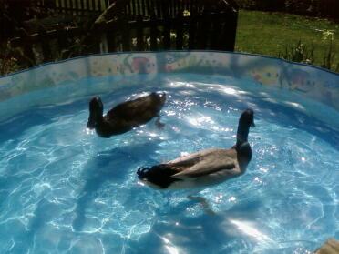 To ænder, der svømmer i et soppebassin.