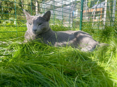 Solelsker jonesy